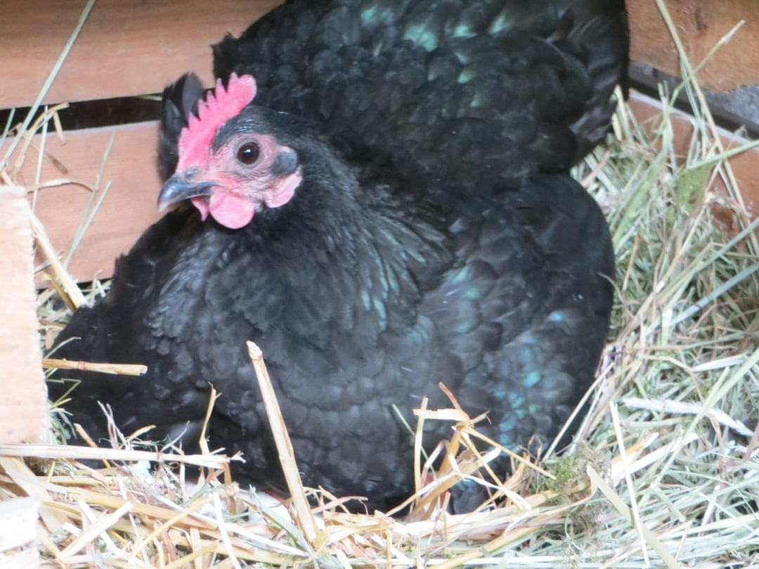 Weinkiste als Nest im H&uuml;hnerstall