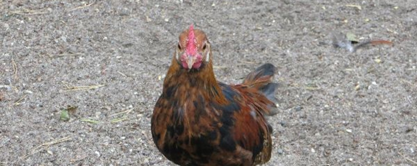 Das Bankivahuhn - Die Ursprünge unserer Haushühner