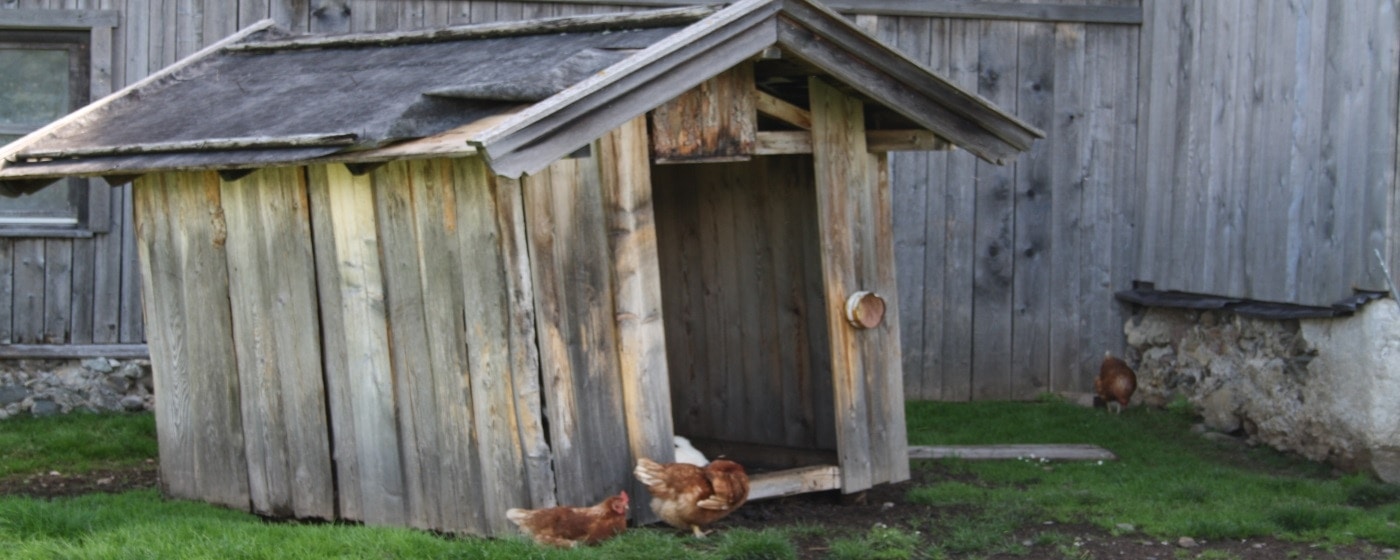 Hühnerstall mit Freilauf