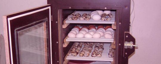 Künstliche Brut mit einem Brutkasten