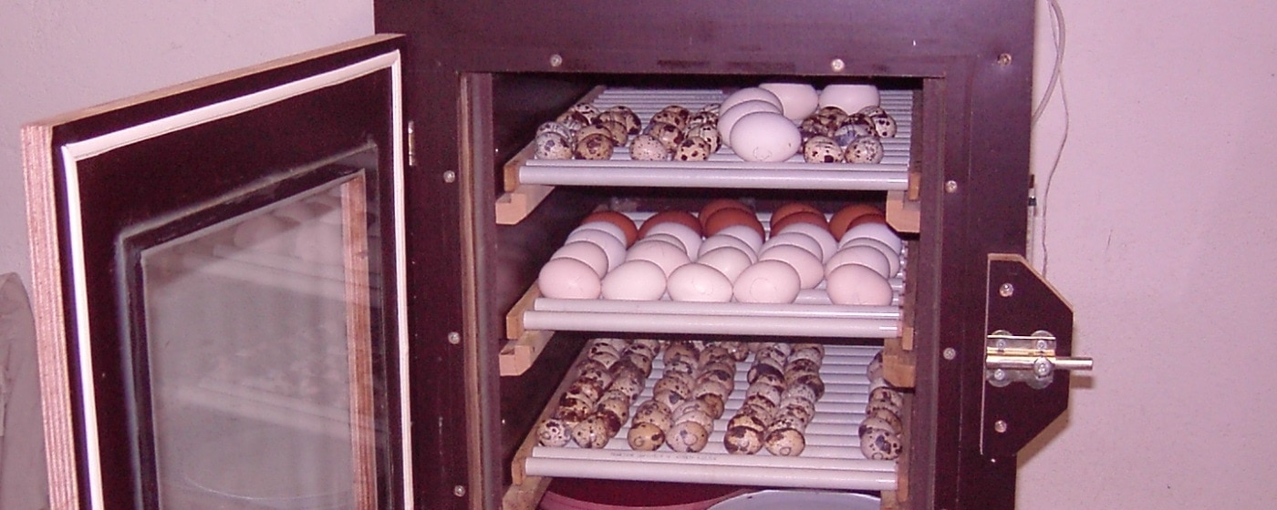 Künstliche Brut mit einem Brutkasten