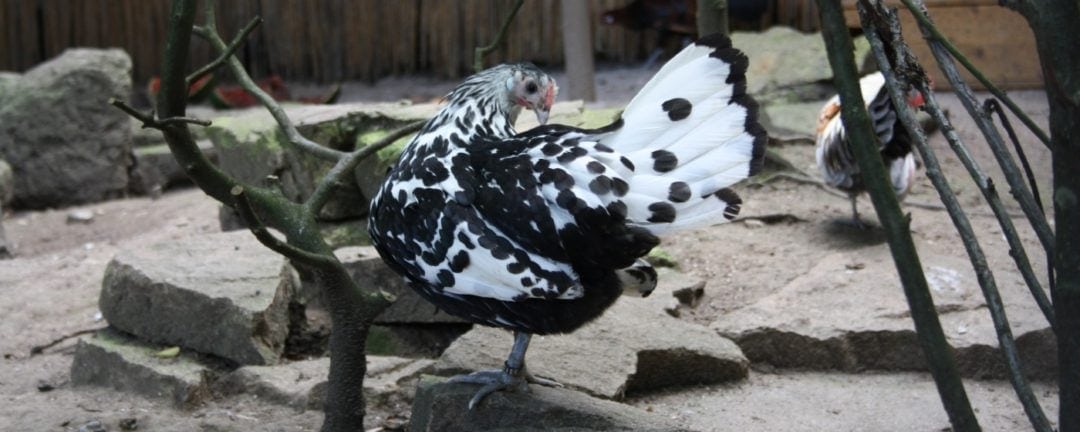 Haltung der Hamburger H&uuml;hner