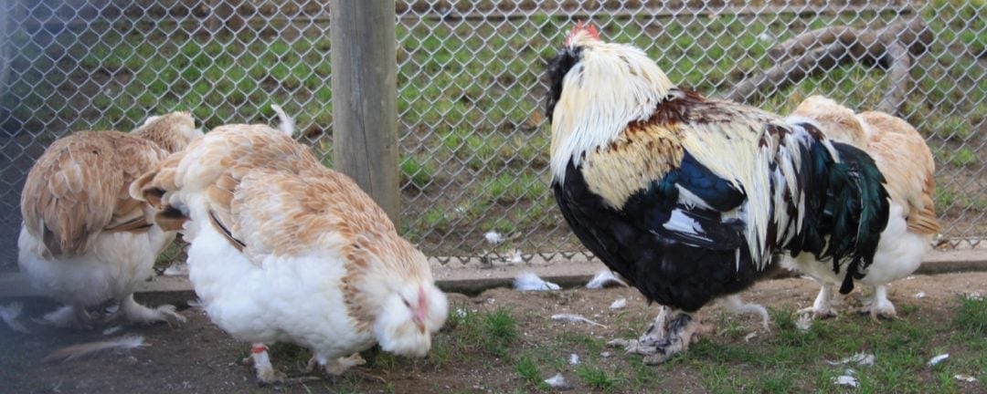 Hühnerrasse: Deutsche Lachshühner