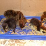 K&uuml;ken picken aus der Futterschale