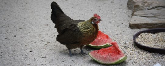 Ausgewogene und naturnahe Ernährung