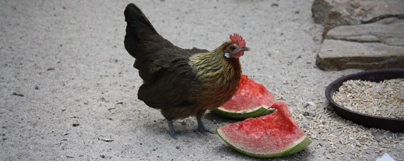 Ausgewogene und naturnahe Ernährung