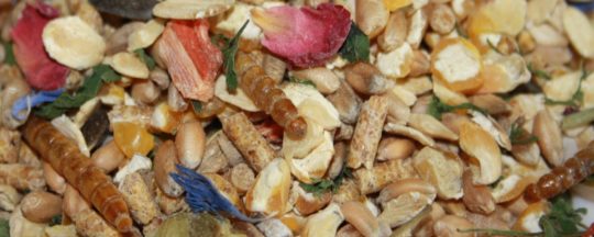 Bio Hühnerfutter für leckere Hühnereier