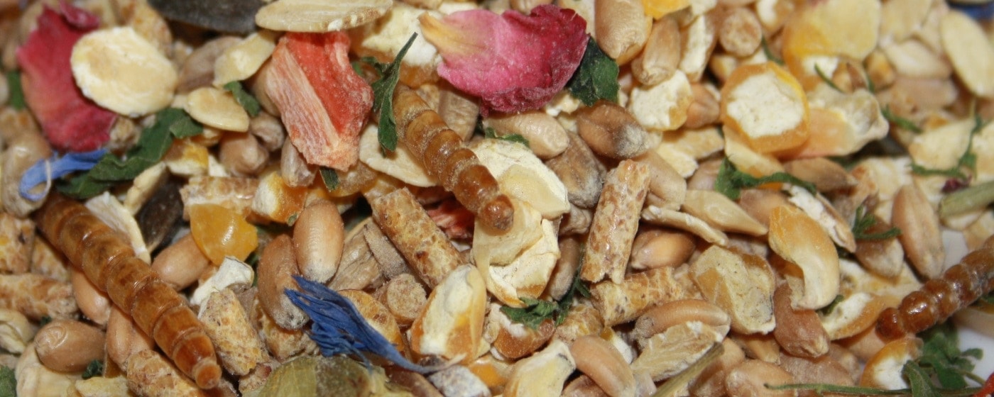 Bio Hühnerfutter für leckere Hühnereier