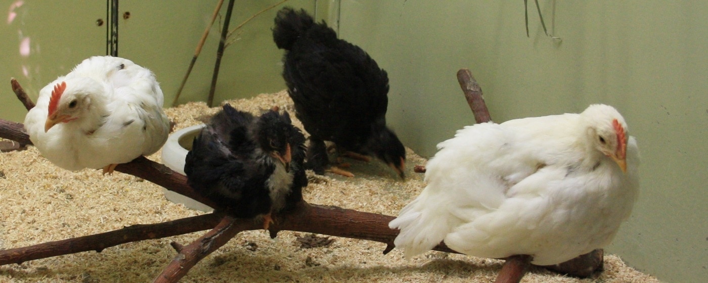 Junghennenfutter für einen guten Start