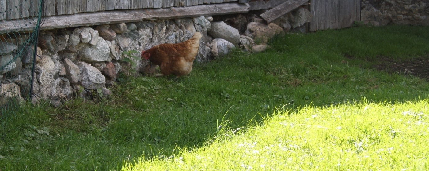 Hühnerfutter im Sommer