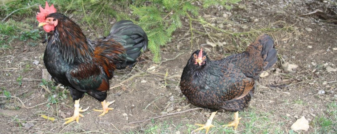 Urspr&uuml;nge der Zwerg Barnevelder