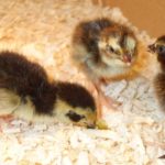 K&uuml;kenfutter selber herstellen