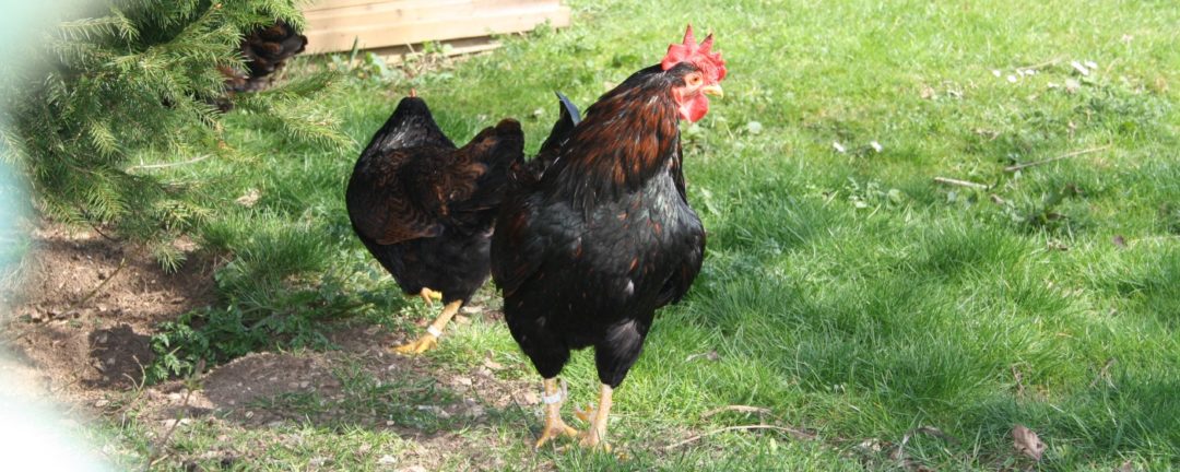 H&uuml;hnerrasse Zwerg Barnevelder