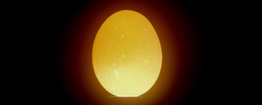 Hühnereier mit der Schierlampe schieren