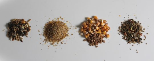 Häufige Fragen zum Futter der Hühner