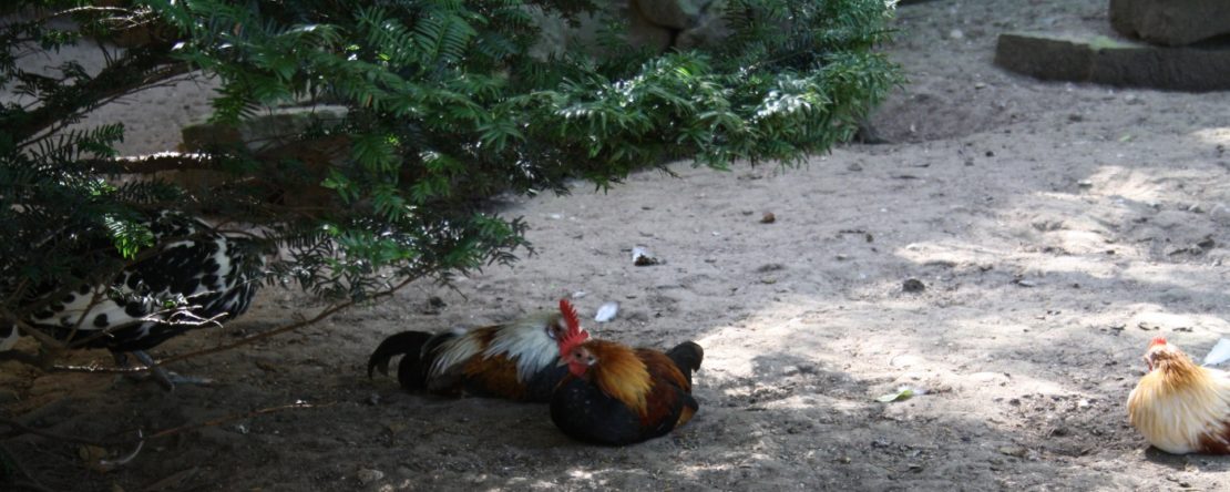 Pflanzen im Hühnerauslauf