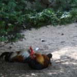 Pflanzen im H&uuml;hnerauslauf