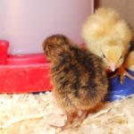 Richtige Bruttemperatur bei H&uuml;hnern