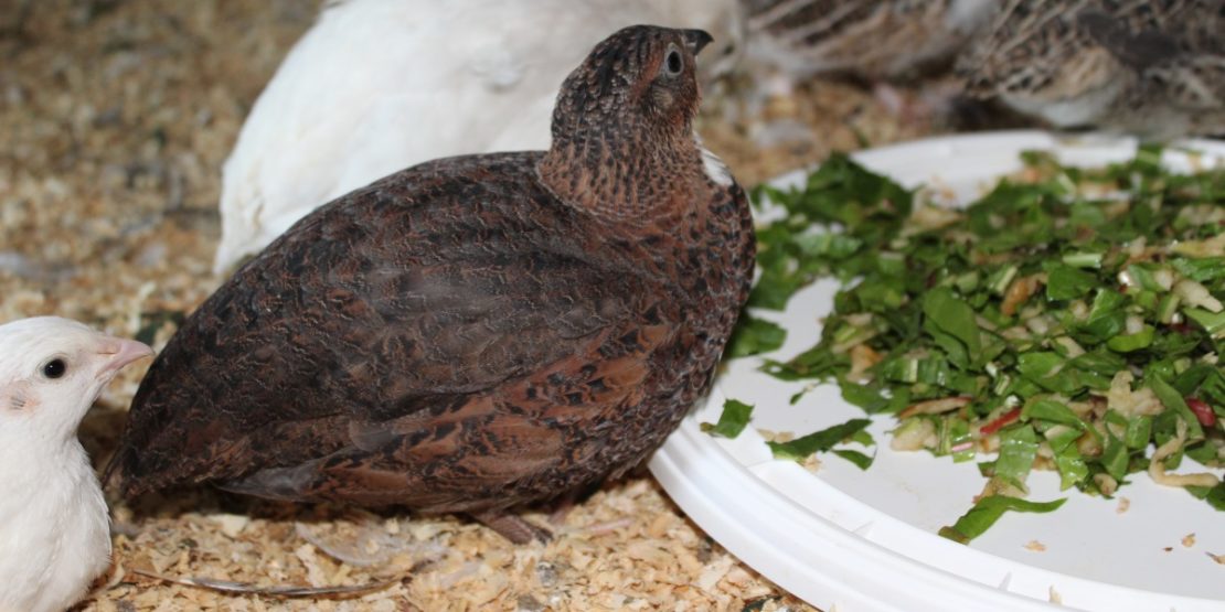 Optimales Wachtelfutter