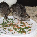 Gem&uuml;se und Kr&auml;uter als Erg&auml;nzung zum Wachtelfutter