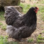 Cochin H&uuml;hner