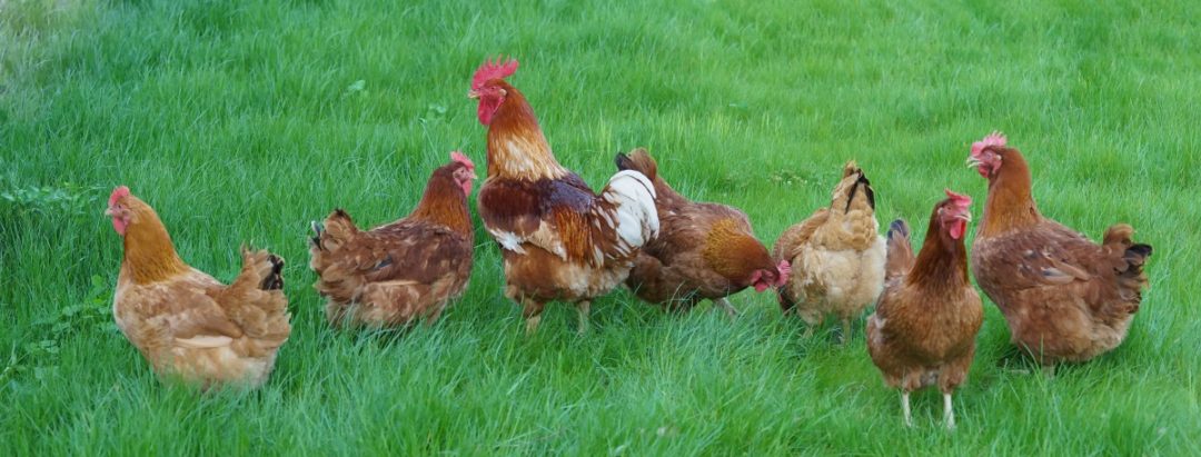 New Hampshire H&uuml;hner im Auslauf