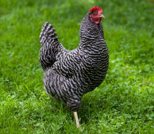 Plymouth Rock Hühner