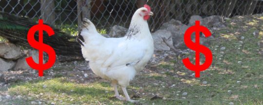 Was kostet ein Huhn?