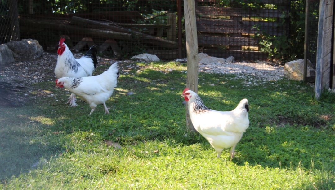 Haltung der H&uuml;hnerrasse Sussex