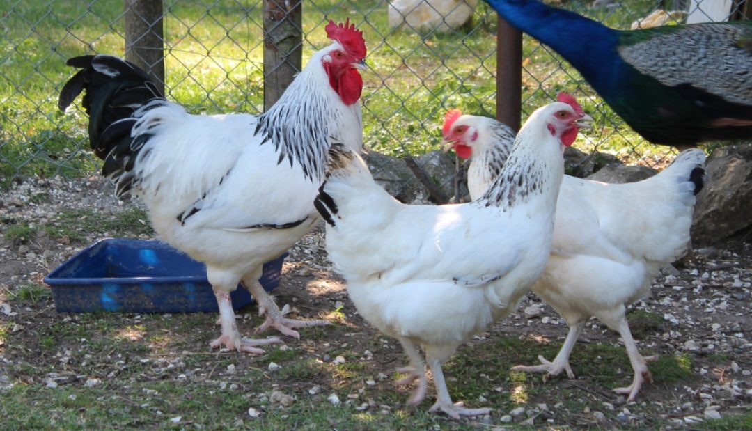 Zuchtstamm der Sussex H&uuml;hner