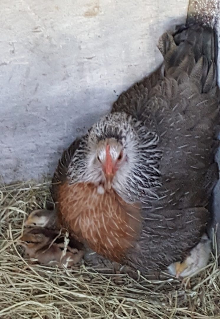 Welsumer Glucke mit K&uuml;ken