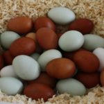 Verschiedene Eierfarben der H&uuml;hnereier